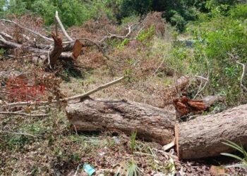 சட்டவிரோதமான முறையில் வெட்டப்படும் பெறுமதி மிக்க நாவல் மரங்கள்.!